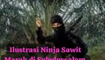 “Panen Dua Minggu Sekali, Tapi Dicuri: Petani Sawit Subulussalam Minta Netizen Tak Bela Pencuri”