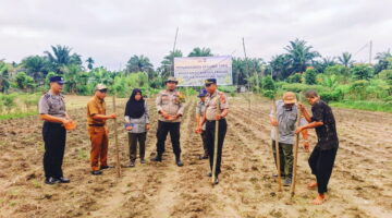 Dukung Swasembada Pangan 2026, Polsek Perhentian Raja Garap Lahan Jagung Kuartal II di Desa Hangtuah