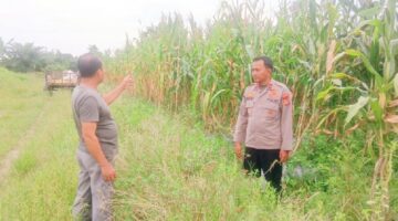 Dukung Ketahanan Pangan, Kapolsek Teluk Meranti Turun Langsung Cek Lahan Jagung Warga