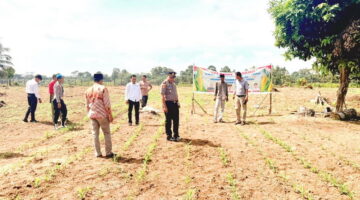 Semarak Hijaukan Kuansing: Polsek Cerenti Pantau Ketat Lahan Jagung 1 Hektar, Bukti Nyata Dukung Pangan Nasional