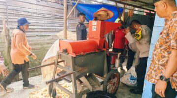 Panen Jagung 2 Ton di Pantai Raja, Polsek Turun Langsung Dampingi Petani