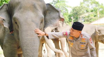 Jaga Habitat Gajah Sumatera, Polda Riau Siap Kawal Inpres Nomor 8 Tahun 2026